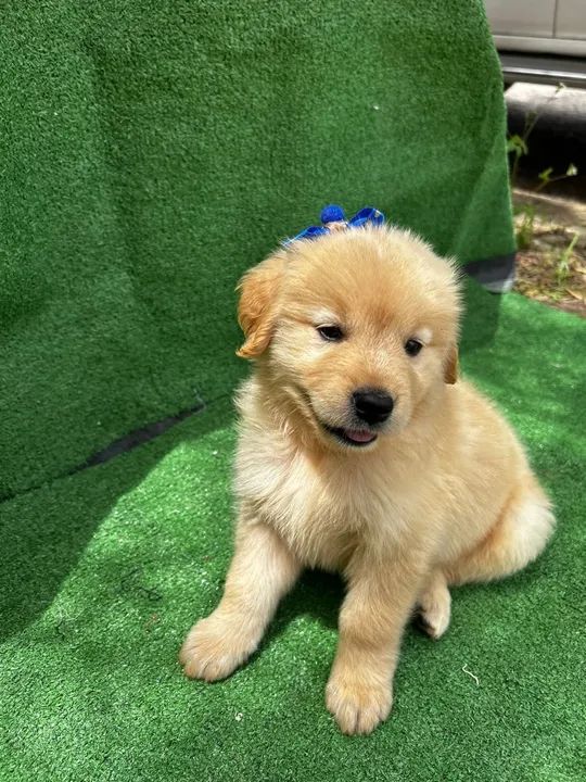 Filhote golden retriver  - Foto 5