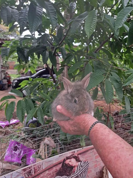Coelhinho fofinho para venda - Foto 3