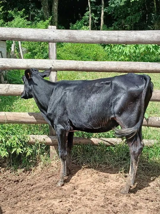 Novilha jersolanda - Foto 4