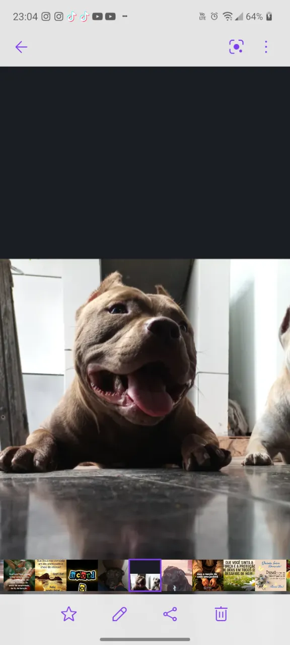 Filhotes de American Bully
