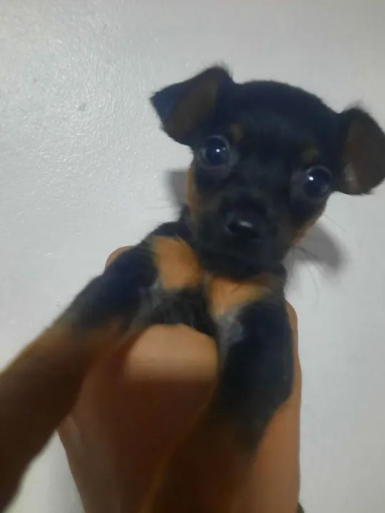 Filhotes de Pinscher número dois
