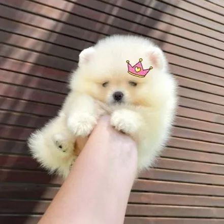 A mais linda chegou Lulu da Pomerânia Ursinha - Foto 2