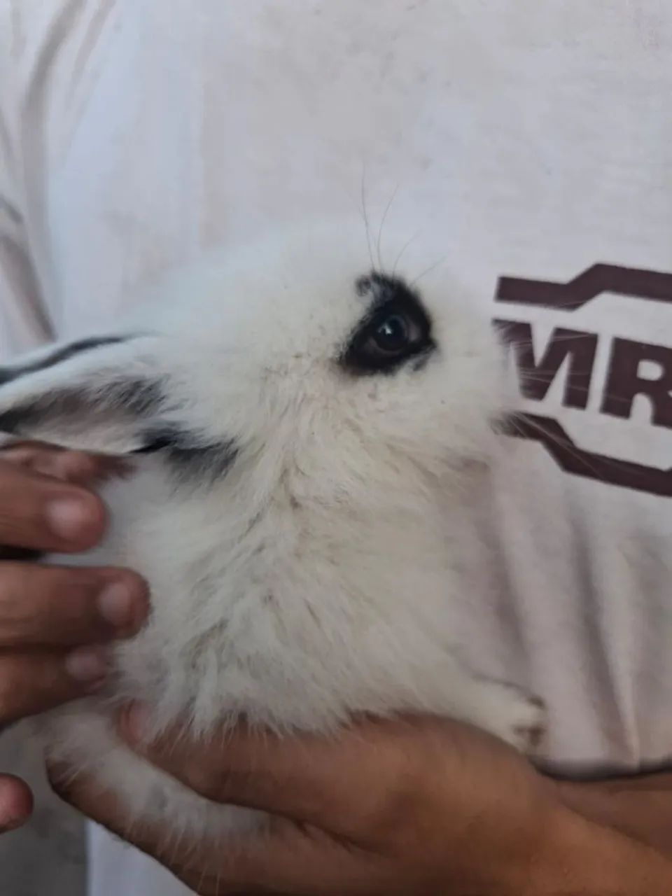 Coelhos da raça Mini lion, vendido a unidade