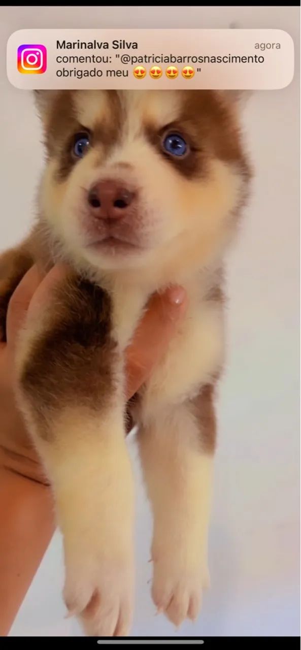 Filhote Husky Siberiano lindo - Foto 3