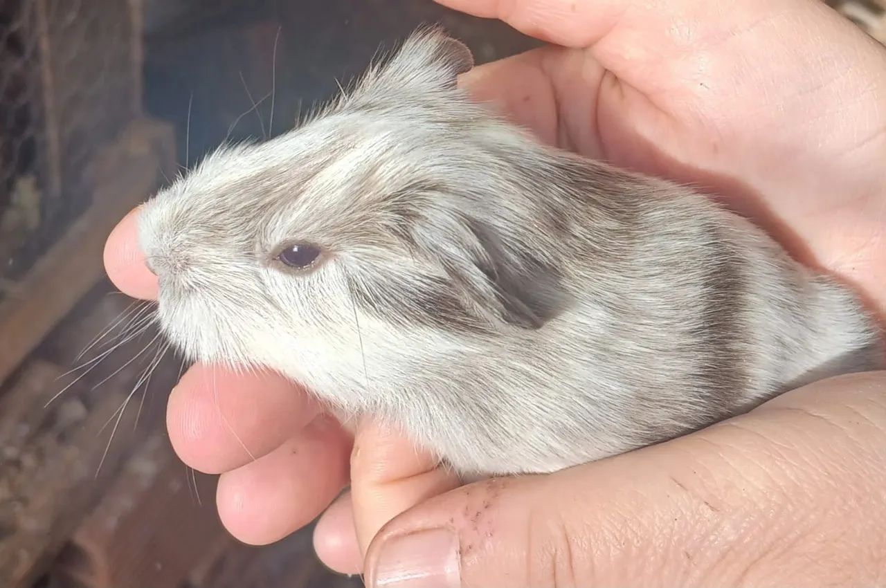 Guinea Pig64584521370243121