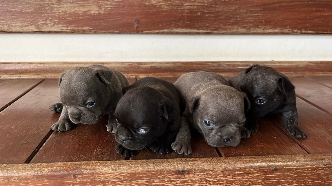 Bulldog Francês Pocket 