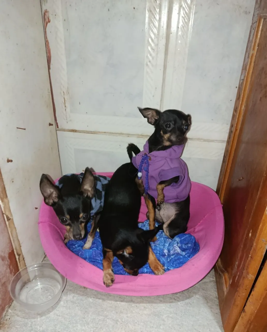 Pinscher à Venda machos