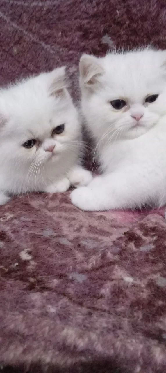 Gatinho Persa Branco  - Foto 3