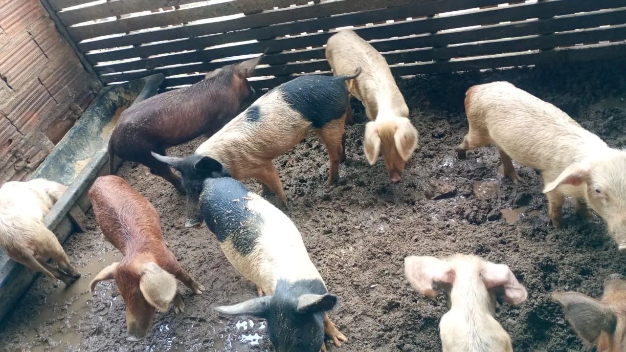 Porcos a venda 15 o kg porco vivo  - Foto 4