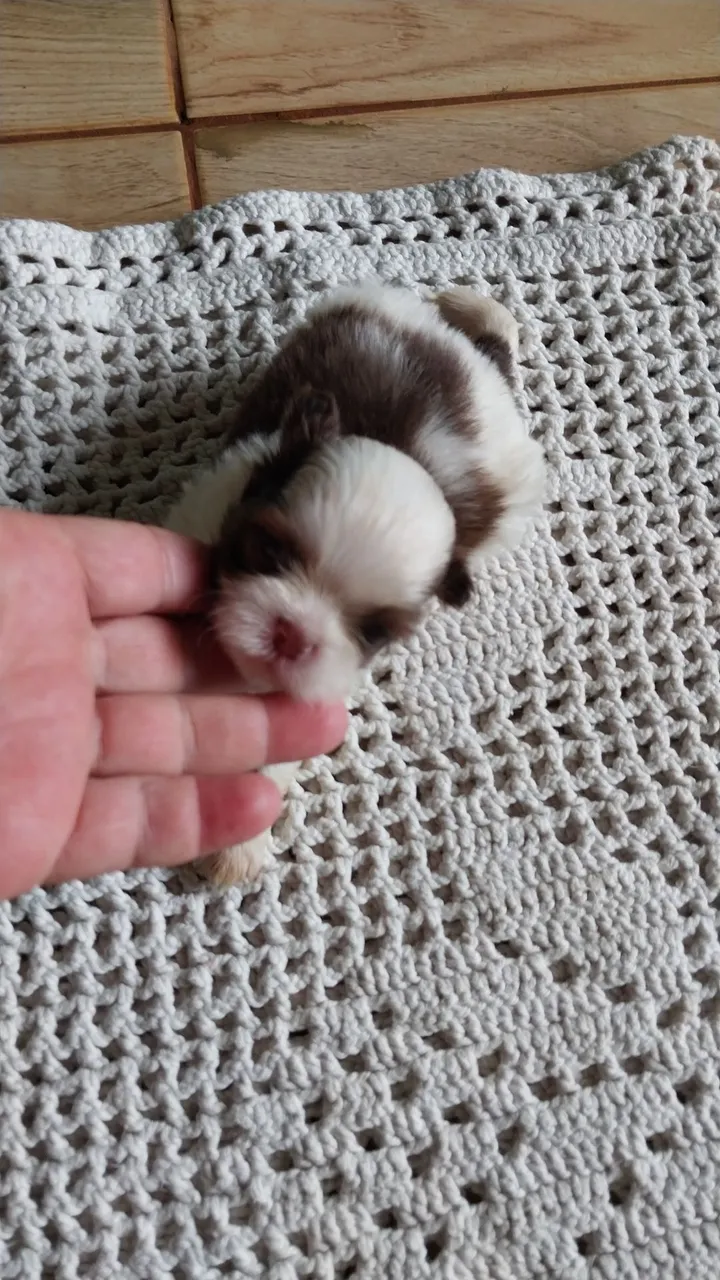 Filhote Shih Tzu machinho