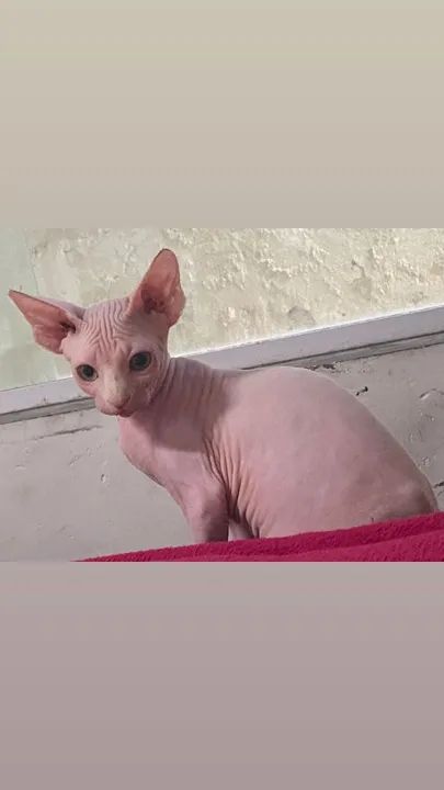 Sphynx machinho disponível 