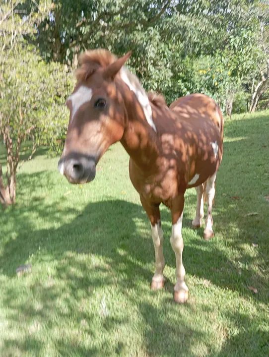 Vendo cavalo top - Foto 3