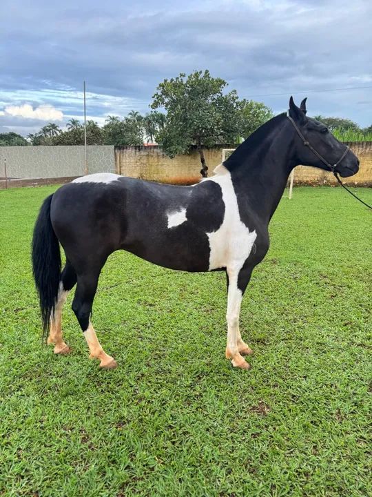 Linda égua  manguarlarga Machadora  - Foto 3