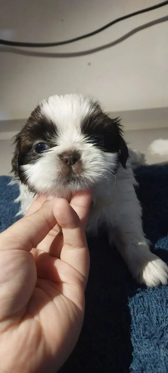 Shih Tzu filhote