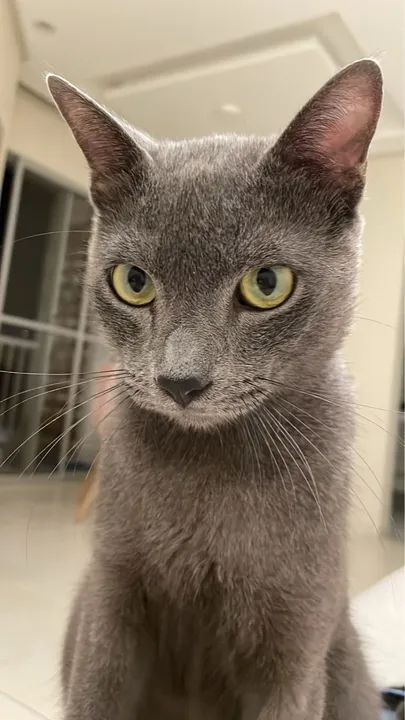 Gato para doação  - Foto 4