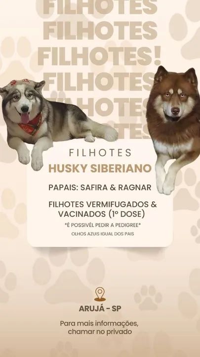 Filhotes de husky siberiano 