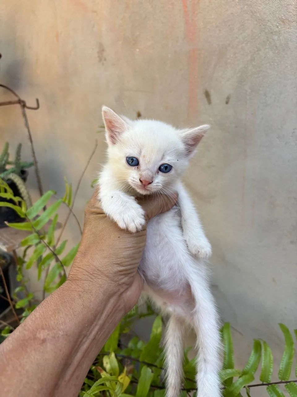Filhote de gato laranja adorável - Foto 3