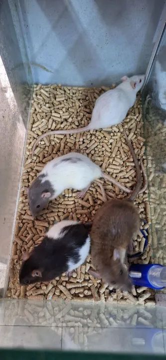 RATO TWISTER VARIAS CORES - ATACADO