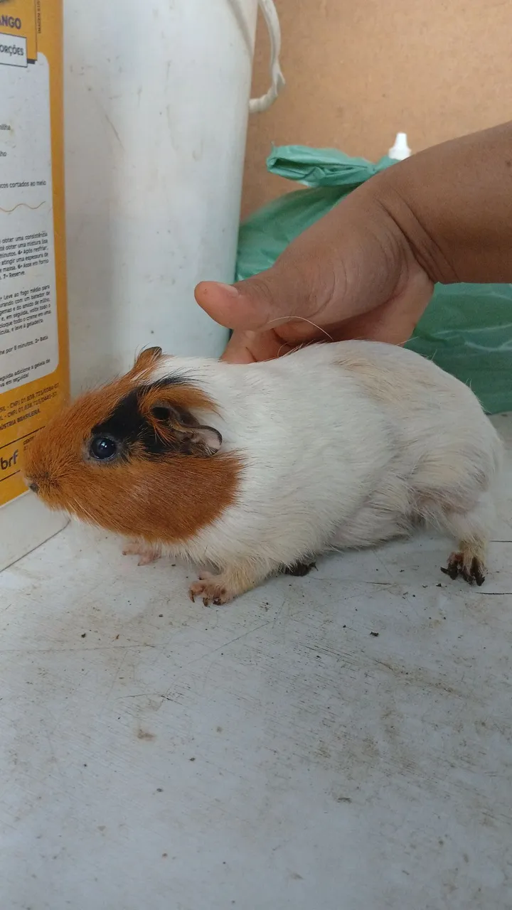 Casal de Porquinho da Índia