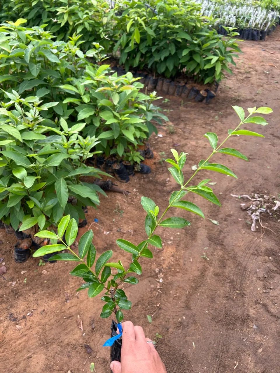 Mudas de acerola - Foto 4