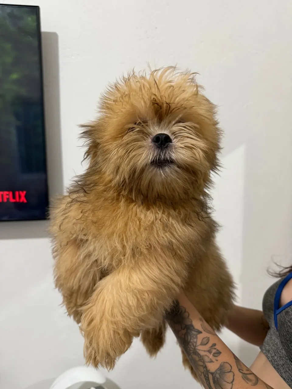 Filhote de Shih Tzu disponível para venda