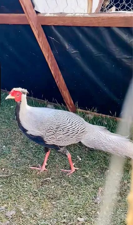 Galinhas ornamentais - Filhotes até 30 dias - Foto 2