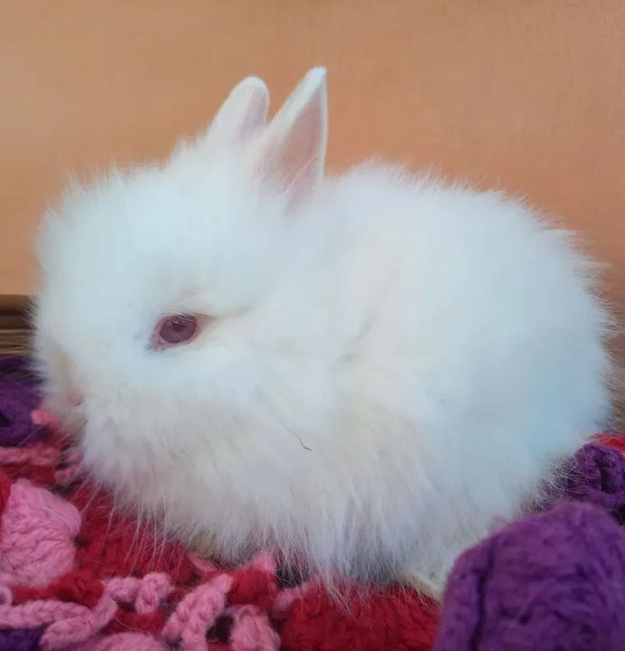 Coelho Anão Teddy Dwerg  - Foto 5