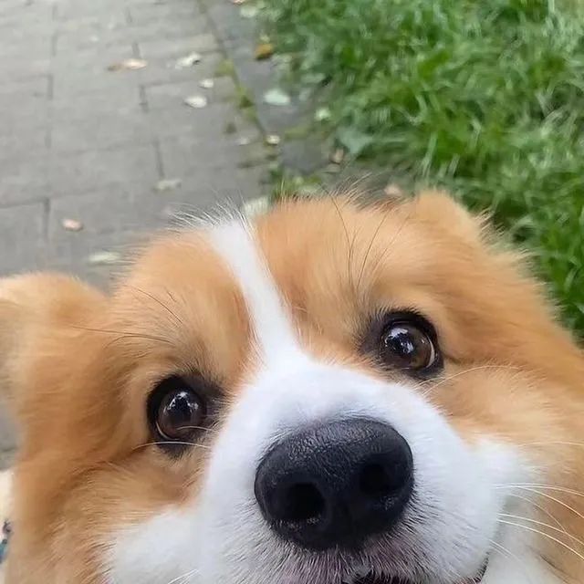 Excelentes Corgi 
