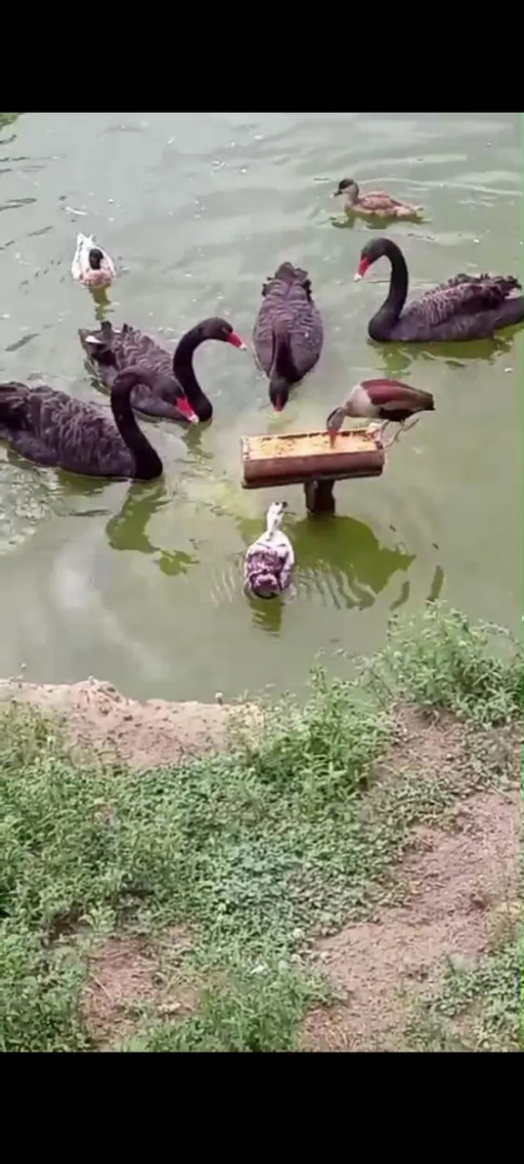 Vendo lindos Cisnes Negros 