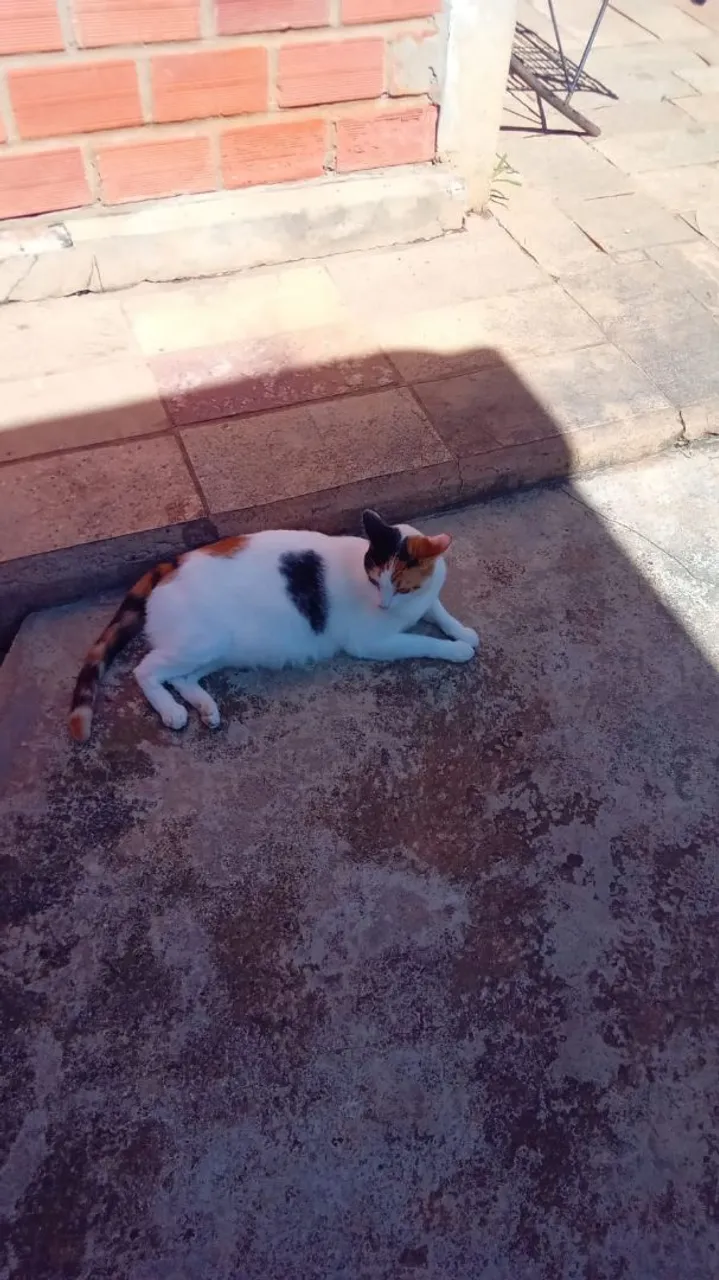 Gata linda (CASTRADA) disponível para adoção