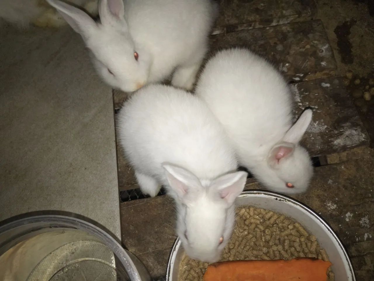 Lindos filhotes de coelhos flandres 