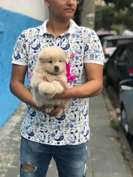 Chow Chow os mais saudaveis e legetimos pacotinhos de amor  - Foto 4