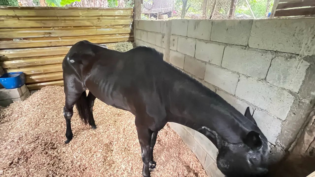 Cavalo marchador  - Foto 3