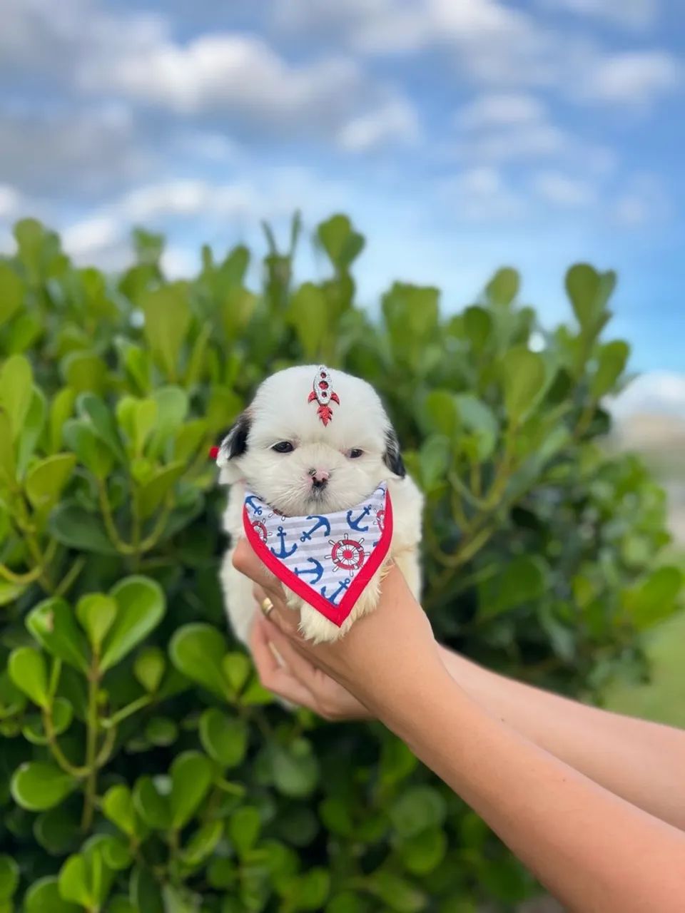 Shih Tzu macho BRANCO