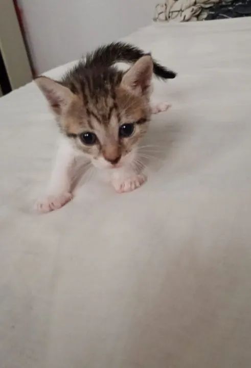Gatinhos para adoção - Foto 3