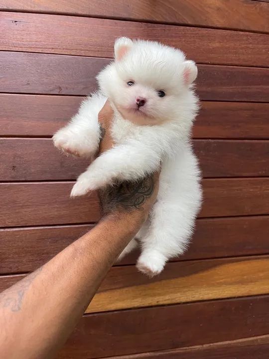 Spitz alemão anão 