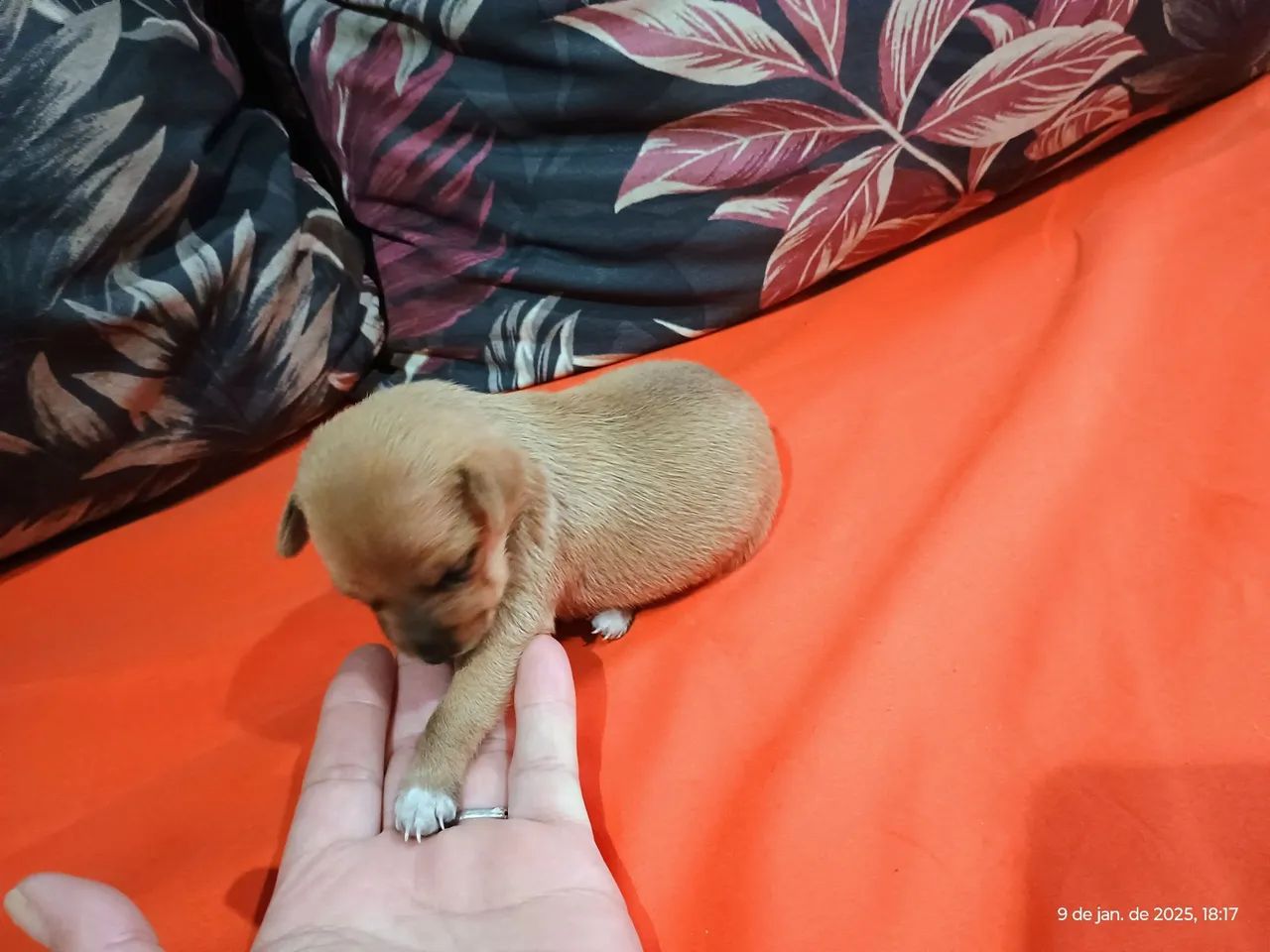 Filhotes de Pinscher N01  - Foto 6