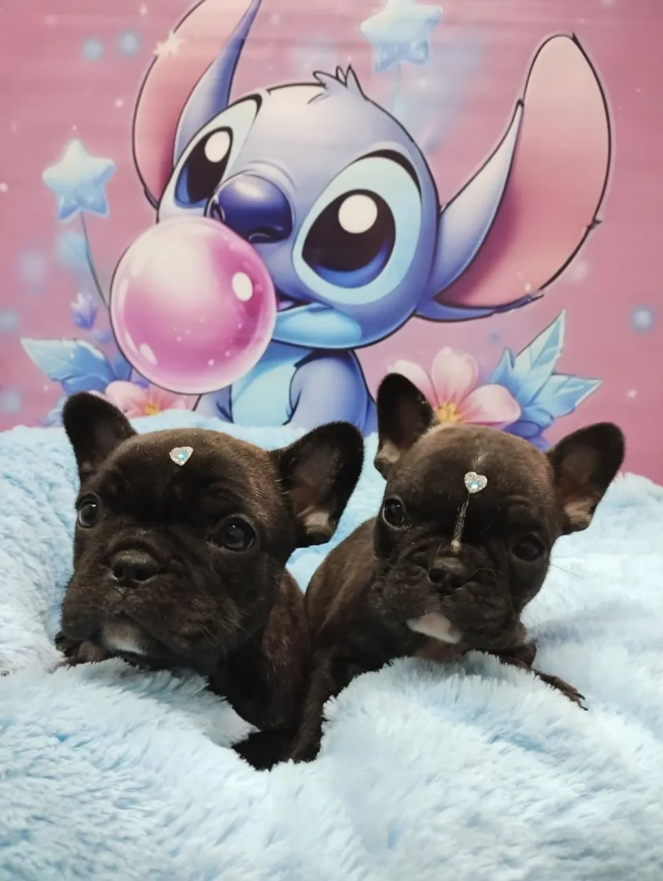 Filhotes de Bulldog Francês