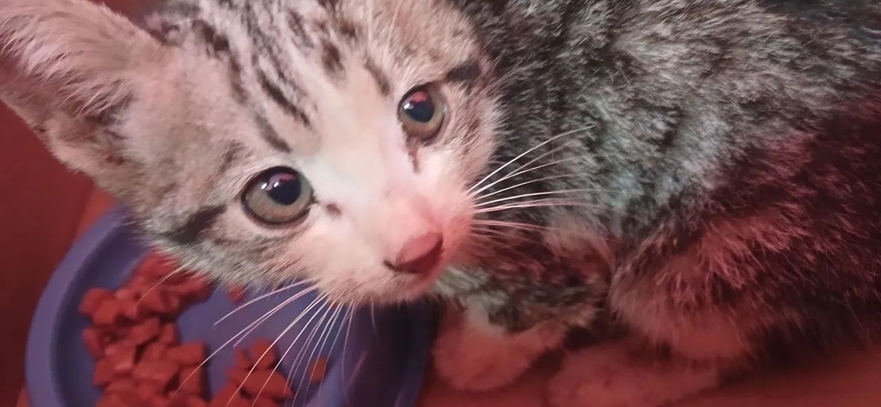 Gatinho filhote para adoção