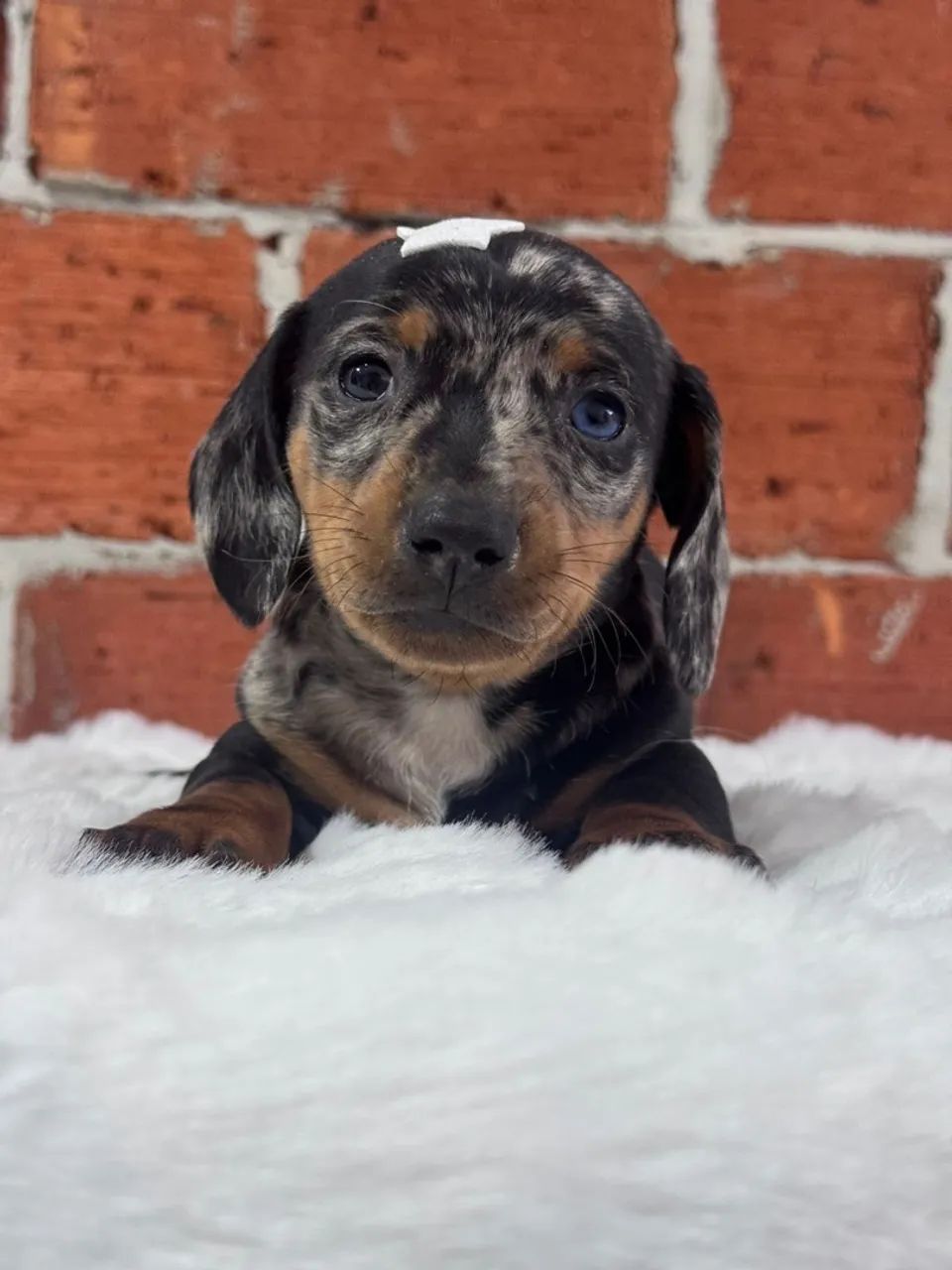 Filhote de Dachshund Arlequim preto e prata 