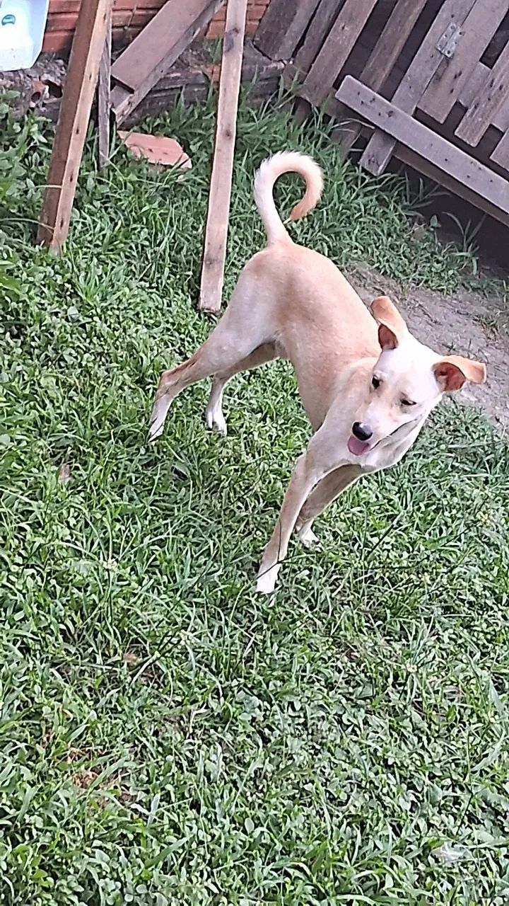 Cão de porte médio para adoção - Foto 4