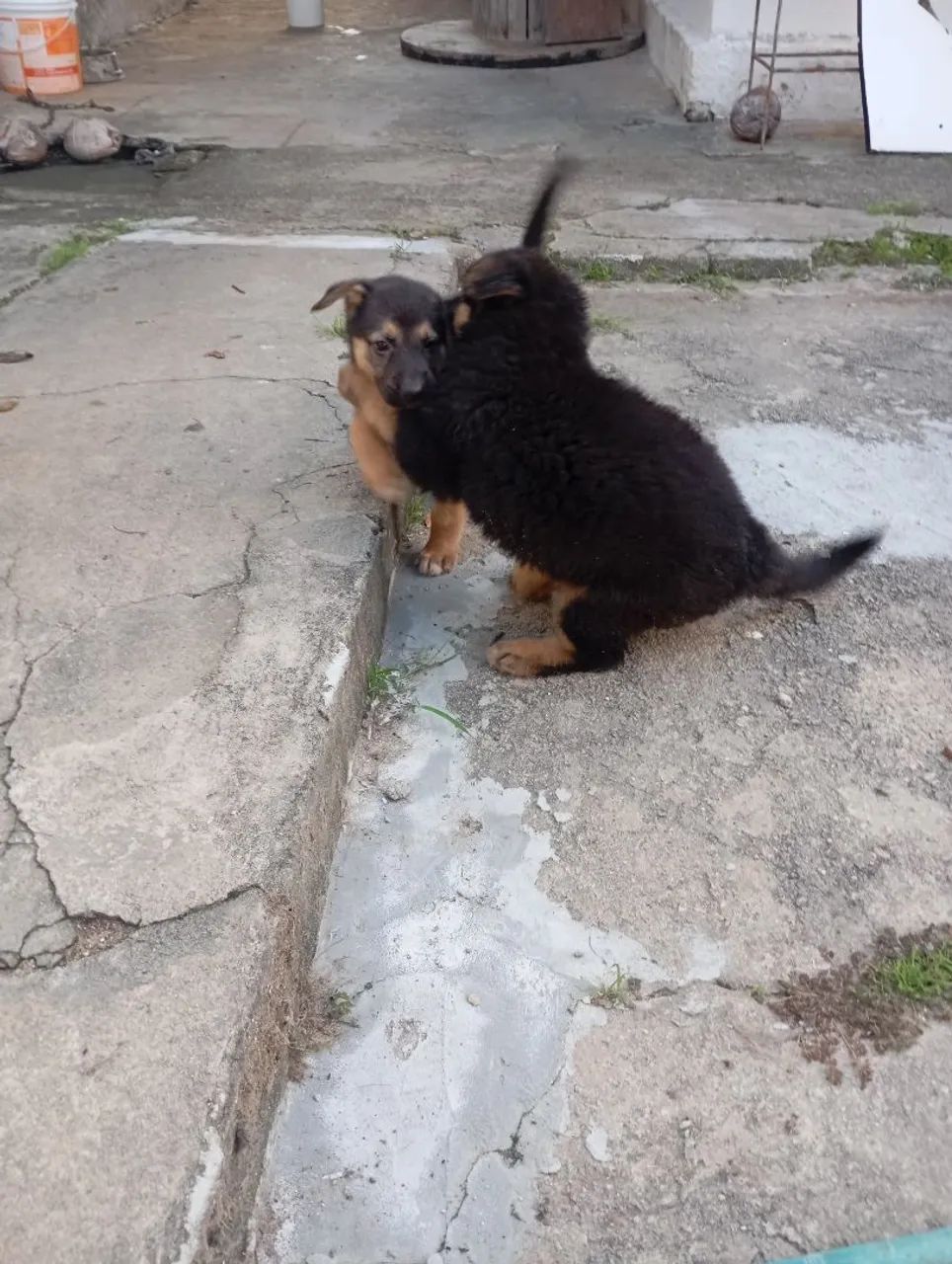 Filhote de Pastor Alemão - Foto 4