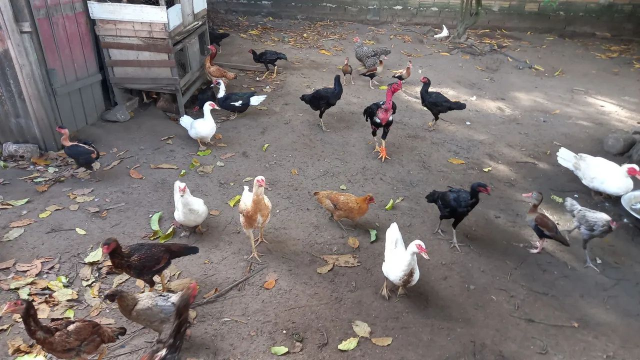Galinhas e Patos