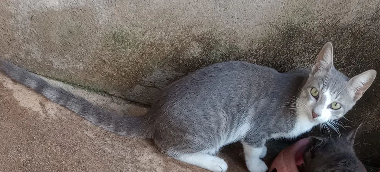 Gatinha cinza e branca disponível para adoção