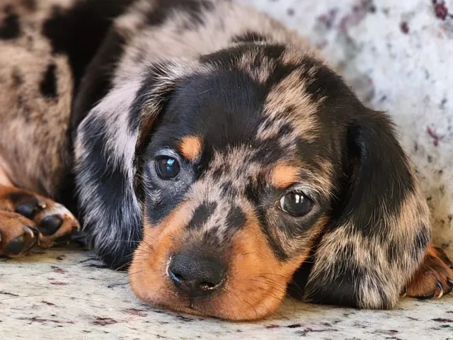 Dachshund - A Pronta Entrega. O Mofadinhooo!!!