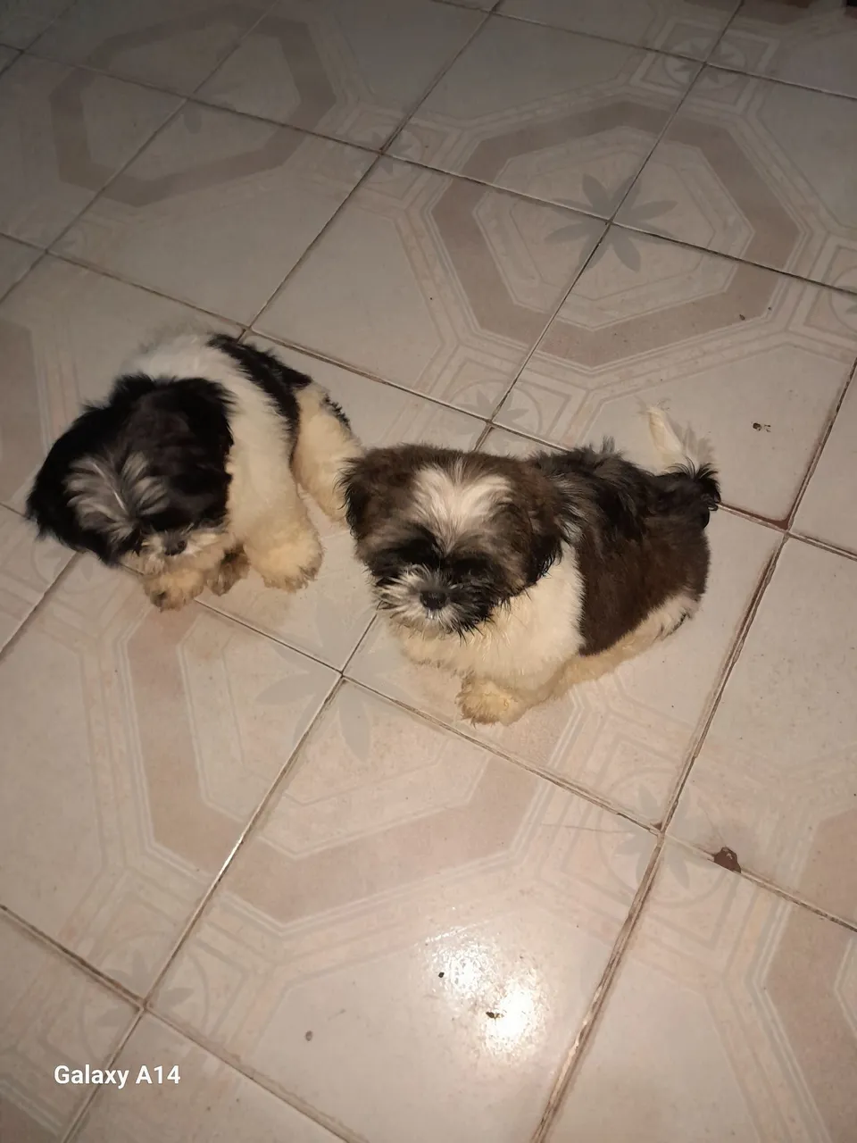 Filhotes Shih Tzu para adoção