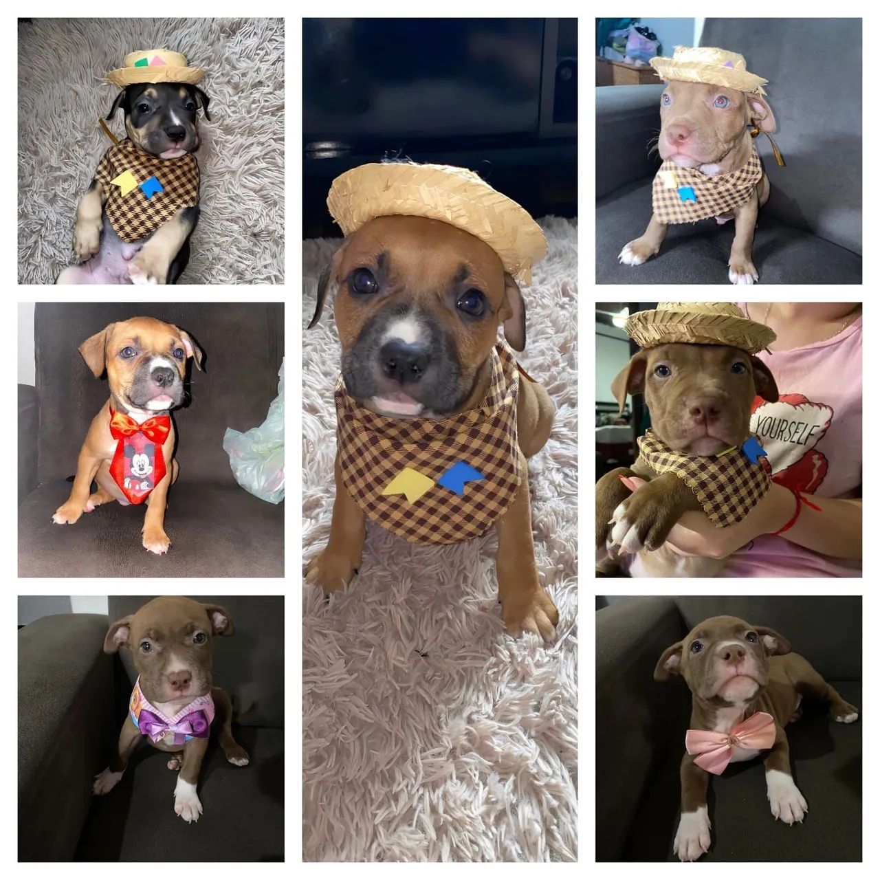 Filhote de América bully - Foto 5