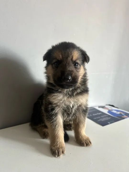 Filhote de Pastor Alemão - Foto 3