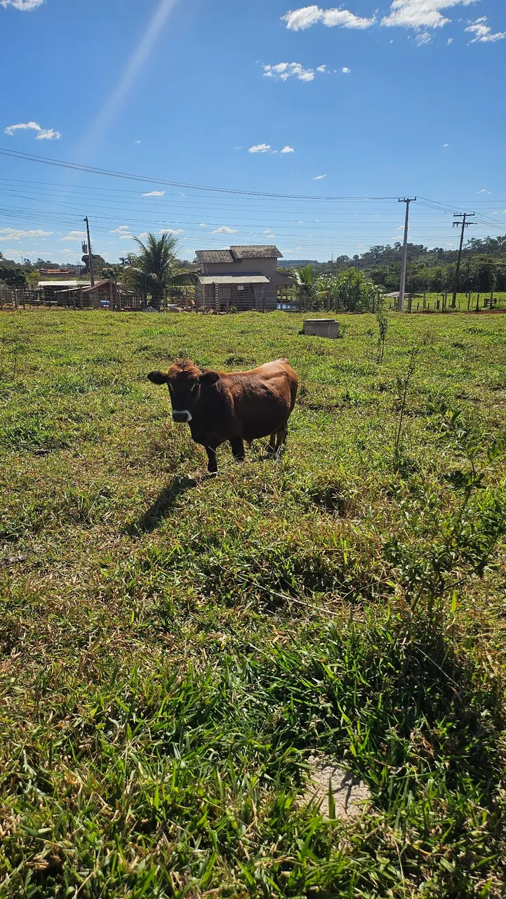 Mini vaca  / Mini Boi/ Animais de excelencia