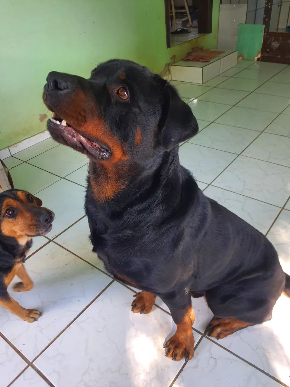 Rottweiler e vira-latas psra adoção responsável  - Foto 3